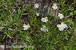 C301802: Moschus-Schafgarbe (Achillea erba-rotta ssp. moschata)
