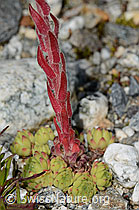 C301806: Berg-Hauswurz (Sempervivum montanum)