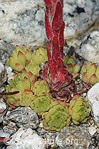 C301807: Berg-Hauswurz (Sempervivum montanum)