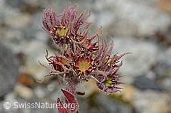 Berg-Hauswurz (Sempervivum montanum) (07.2024, C301809)