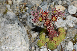 C301810: Berg-Hauswurz (Sempervivum montanum)