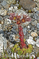 Berg-Hauswurz (Sempervivum montanum) (07.2024, C301811)