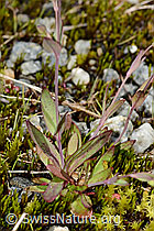 Felsen-Leimkraut (Silene rupestris) (C301827)