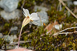 Felsen-Leimkraut (Silene rupestris) (C301829)