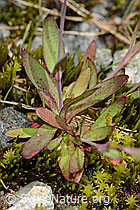 Felsen-Leimkraut (Silene rupestris) (C301830)