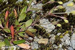 Felsen-Leimkraut (Silene rupestris) (C301835)
