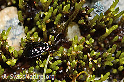 Micracanthia fennica (Uferwanze) (07.2024, C301843)