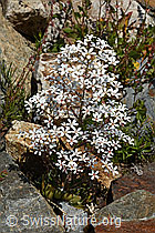 C301854: Strauss-Steinbrech (Saxifraga cotyledon)