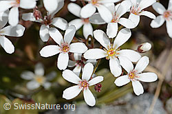 C301857: Strauss-Steinbrech (Saxifraga cotyledon)