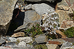 C301860: Strauss-Steinbrech (Saxifraga cotyledon)