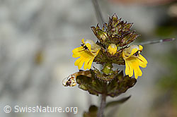 Zwerg-Augentrost (Euphrasia minima) (C301867)