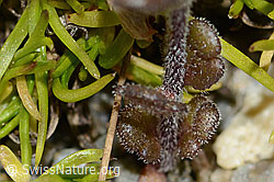 Zwerg-Augentrost (Euphrasia minima) (C301869)