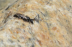 Verkannte Maskenbiene (Hylaeus confusus) (07.2024, C301895)