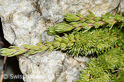 Moosartiger Steinbrech (Saxifraga bryoides) (C301907)