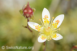 Moosartiger Steinbrech (Saxifraga bryoides) (C301908)