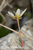 Moosartiger Steinbrech (Saxifraga bryoides) (C301909)