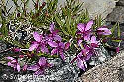 Fleischers Weidenröschen (Epilobium fleischeri) (C301911)