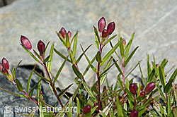 Fleischers Weidenröschen (Epilobium fleischeri) (C301912)