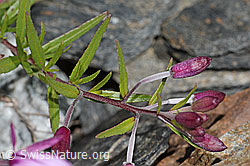 Fleischers Weidenröschen (Epilobium fleischeri) (C301913)