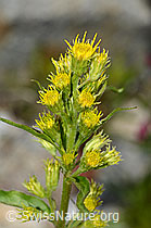 Alpen-Goldrute (Solidago virgaurea ssp. minuta) (C301918)
