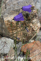 Scheuchzers Glockenblume (Campanula scheuchzeri) (C301944)