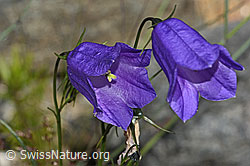 Scheuchzers Glockenblume (Campanula scheuchzeri) (C301945)