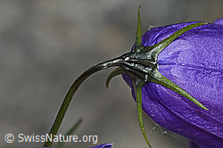 Scheuchzers Glockenblume (Campanula scheuchzeri) (C301949)
