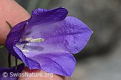 Scheuchzers Glockenblume (Campanula scheuchzeri) (C301950)