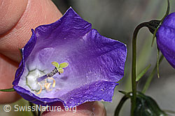 Scheuchzers Glockenblume (Campanula scheuchzeri) (C301951)