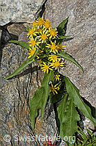 Alpen-Goldrute (Solidago virgaurea ssp. minuta) (C301961)
