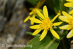 Alpen-Goldrute (Solidago virgaurea ssp. minuta) (C301962)