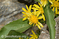 Alpen-Goldrute (Solidago virgaurea ssp. minuta) (C301963)