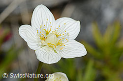 C301969: Sumpf-Herzblatt (Parnassia palustris)