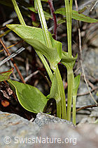 C301971: Sumpf-Herzblatt (Parnassia palustris)