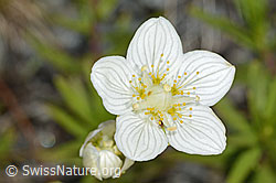 C301977: Sumpf-Herzblatt (Parnassia palustris)