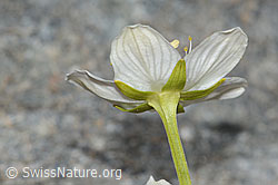 C301980: Sumpf-Herzblatt (Parnassia palustris)