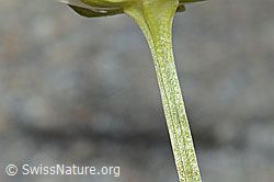 C301981: Sumpf-Herzblatt (Parnassia palustris)