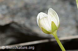 C301982: Sumpf-Herzblatt (Parnassia palustris)