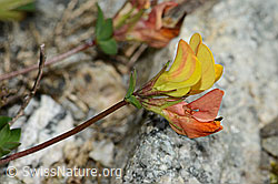 Alpen-Hornklee (Lotus alpinus) (C301993)