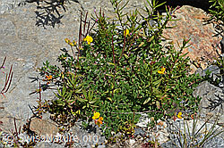 Alpen-Hornklee (Lotus alpinus) (C301994)