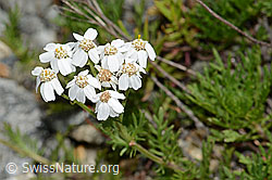 Moschus-Schafgarbe (Achillea erba-rotta ssp. moschata) (C302000)