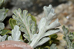 Graues Greiskraut (Senecio incanus) (C302019)