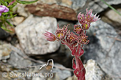 Berg-Hauswurz (Sempervivum montanum) (C302027)