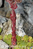 Berg-Hauswurz (Sempervivum montanum) (C302028)