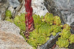 Berg-Hauswurz (Sempervivum montanum) (C302030)