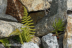 C302035: Gebirgs-Frauenfarn (Athyrium distentifolium)