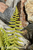 C302036: Gebirgs-Frauenfarn (Athyrium distentifolium)