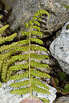 C302037: Gebirgs-Frauenfarn (Athyrium distentifolium)