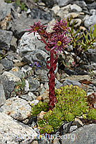 Berg-Hauswurz (Sempervivum montanum) (C302045)
