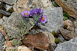 Alpen-Leinkraut (Linaria alpina) (C302046)